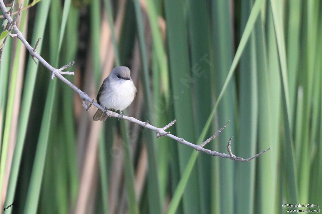 Swamp Flycatcheradult