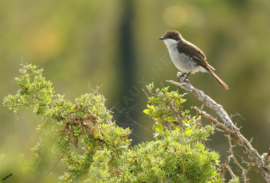 Fiscal Flycatcher male adult breeding
