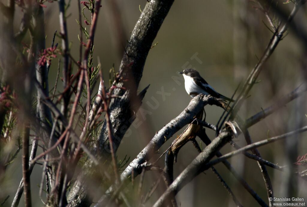 European Pied Flycatcher male adult breeding
