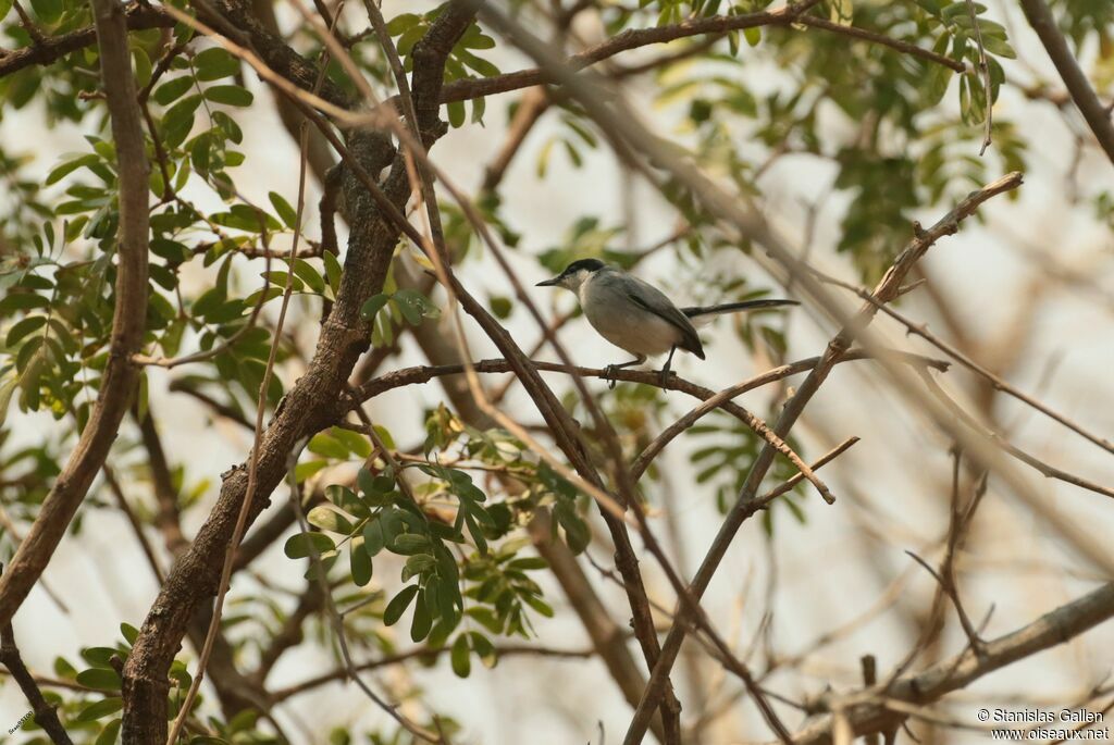 Tropical Gnatcatcher male adult breeding
