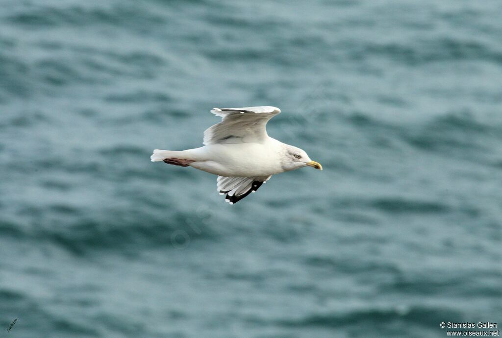 European Herring Gulladult transition