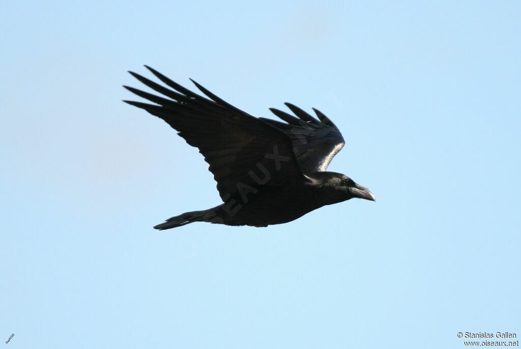 Northern Ravenadult breeding, Flight