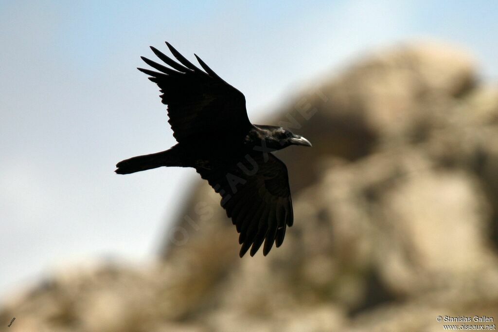 Northern Ravenadult breeding, Flight