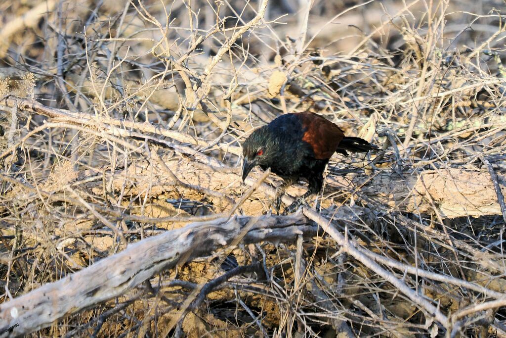 Greater Coucaladult