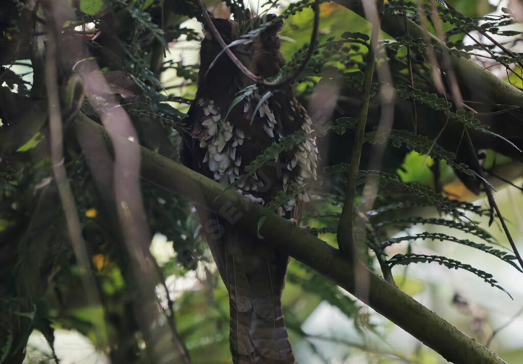 Feline Owlet-nightjaradult