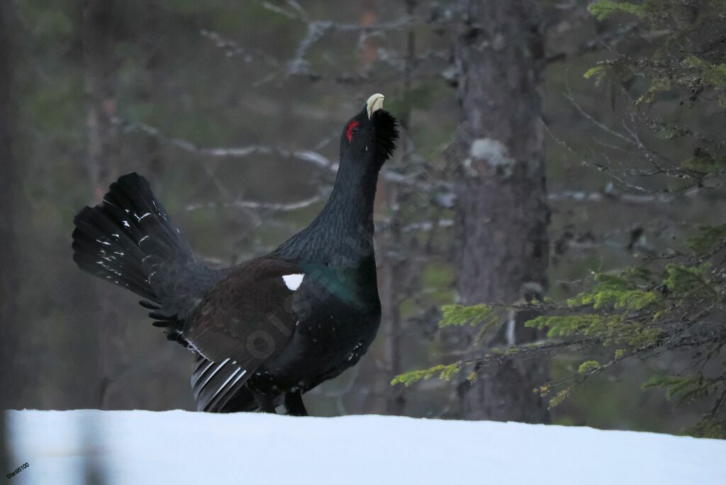 Western Capercaillie male adult breeding, courting display, song