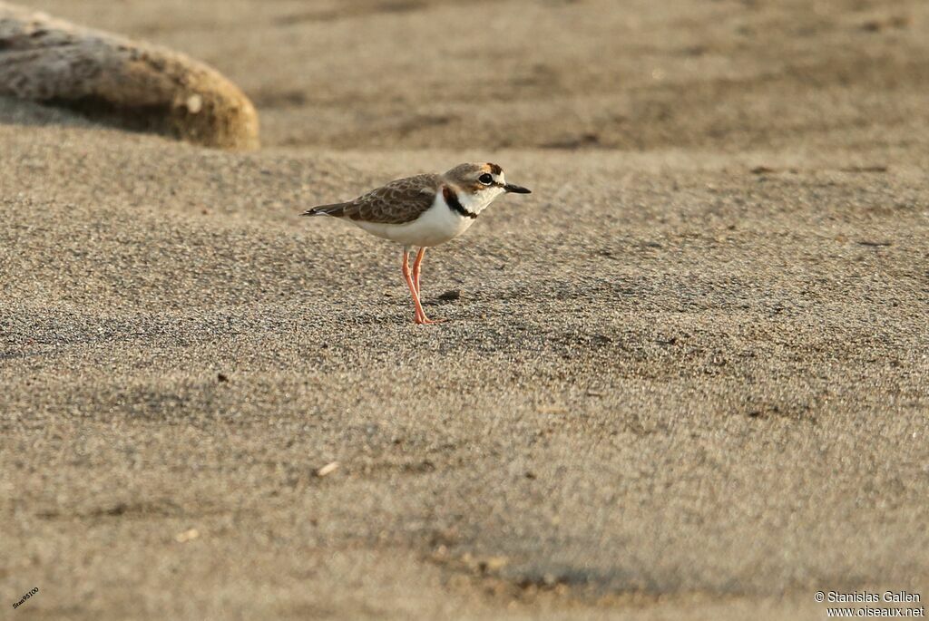 Collared Ploveradult, walking, Reproduction-nesting
