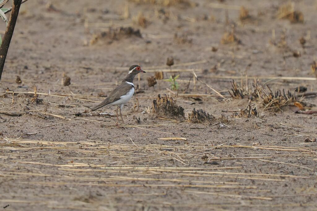 Forbes's Ploveradult, walking