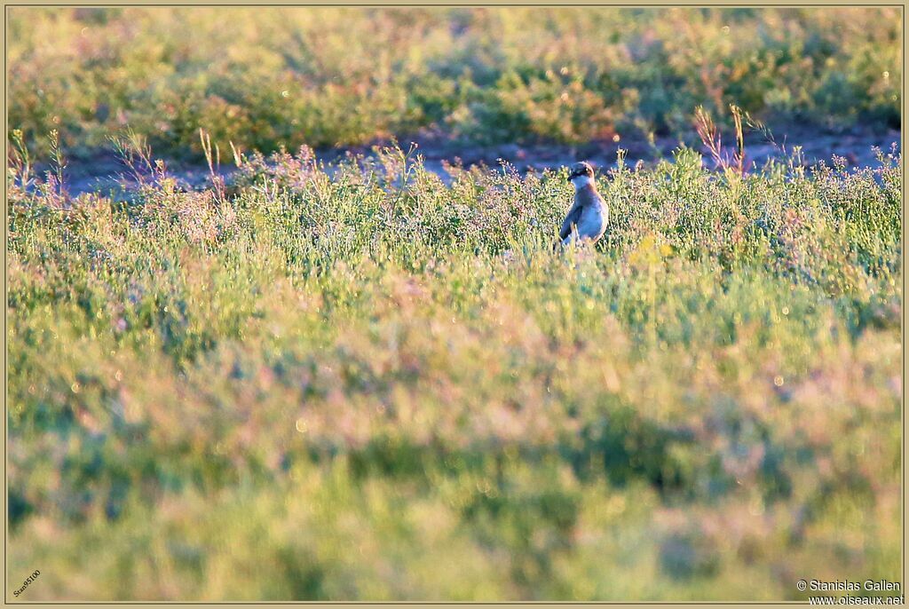 Greater Sand Ploveradult