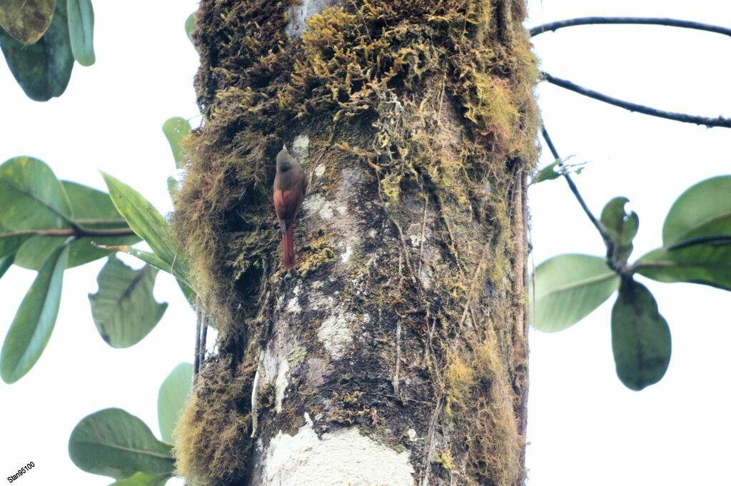 Olivaceous Woodcreeperadult
