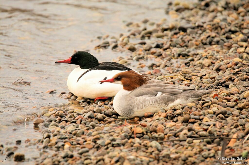 Common Merganseradult breeding