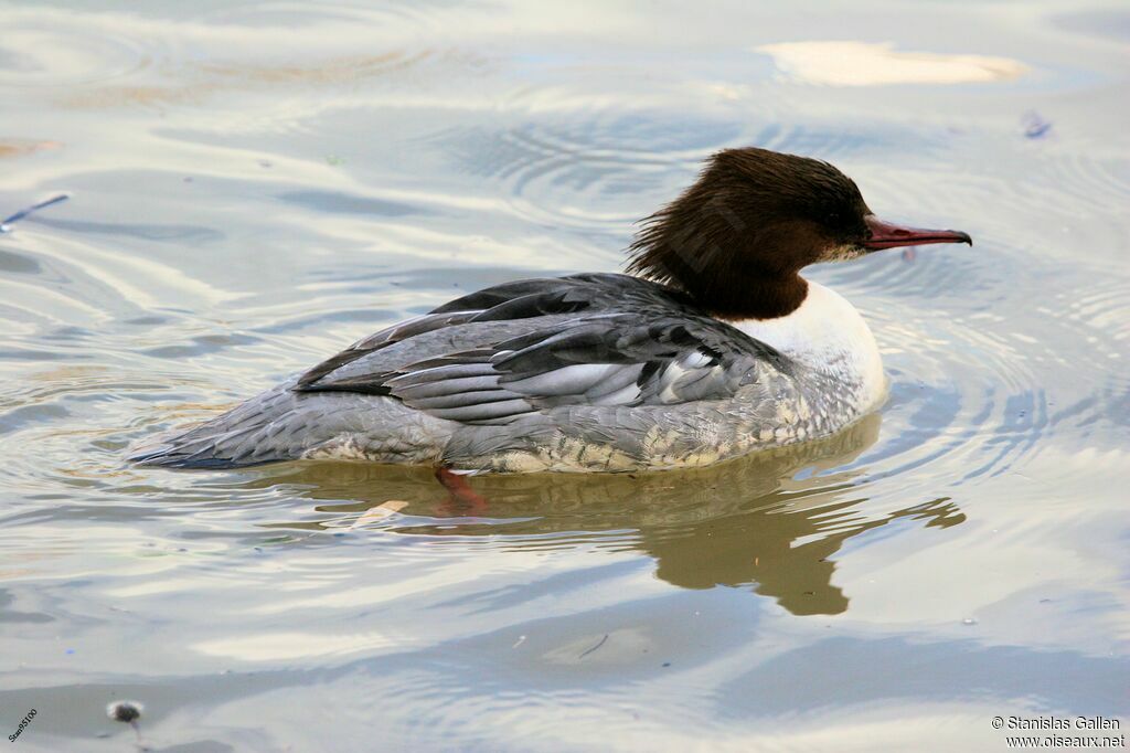 Common Merganser female adult breeding, swimming