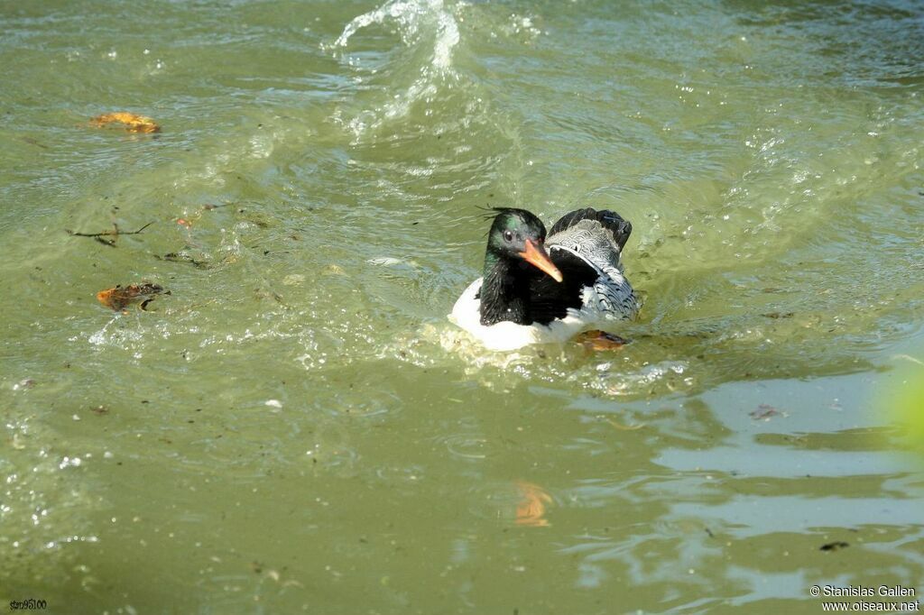 Scaly-sided Merganser male adult, swimming