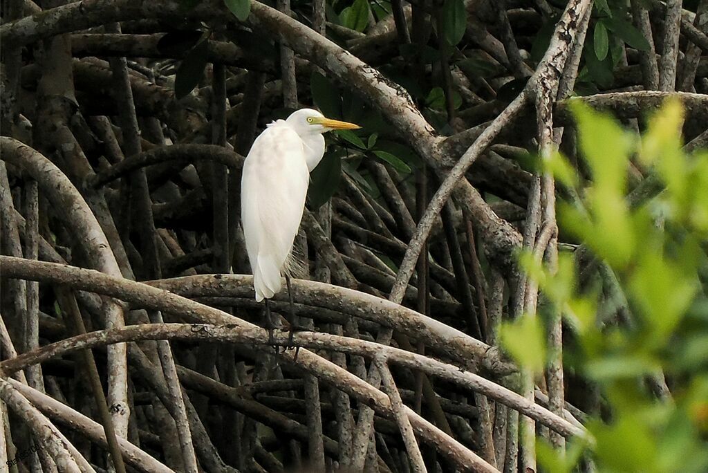 Yellow-billed Egretadult