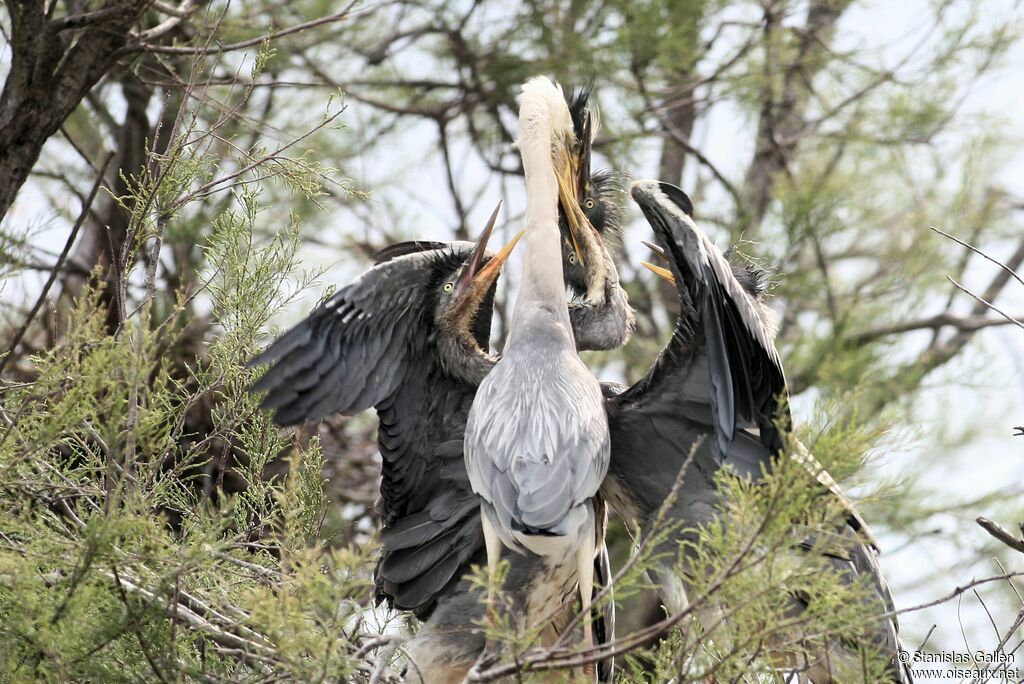 Grey HeronPoussin, eats