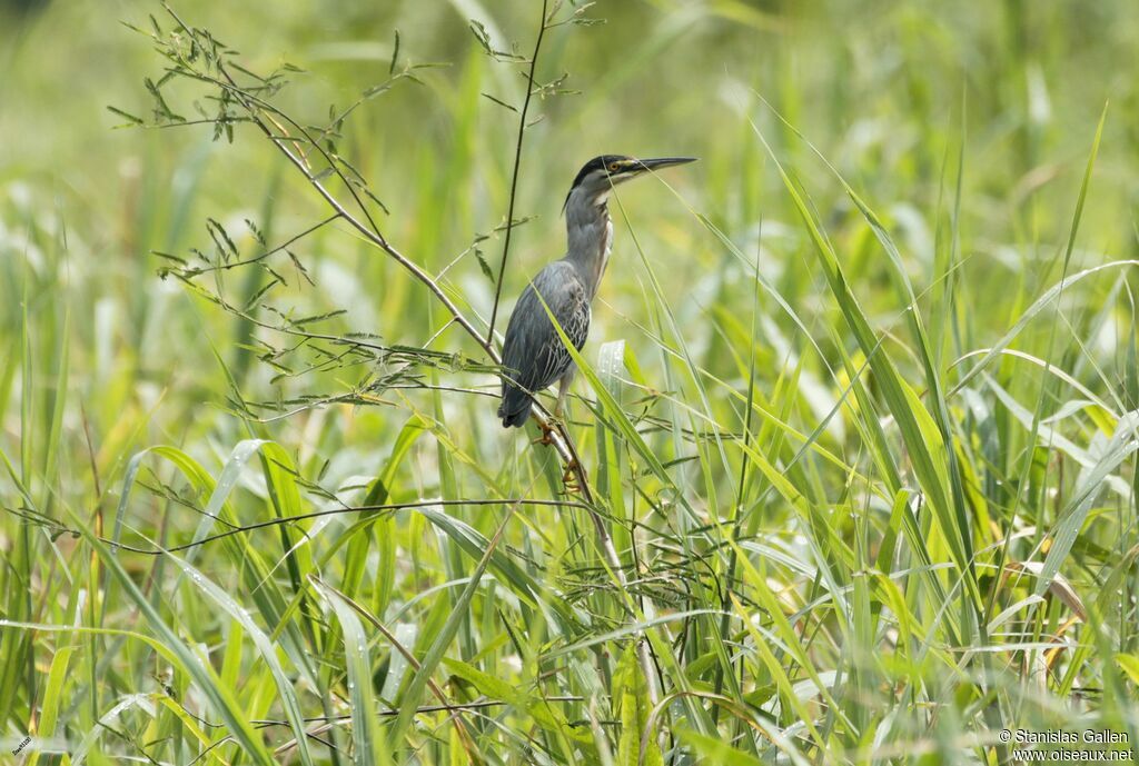 Striated Heronadult