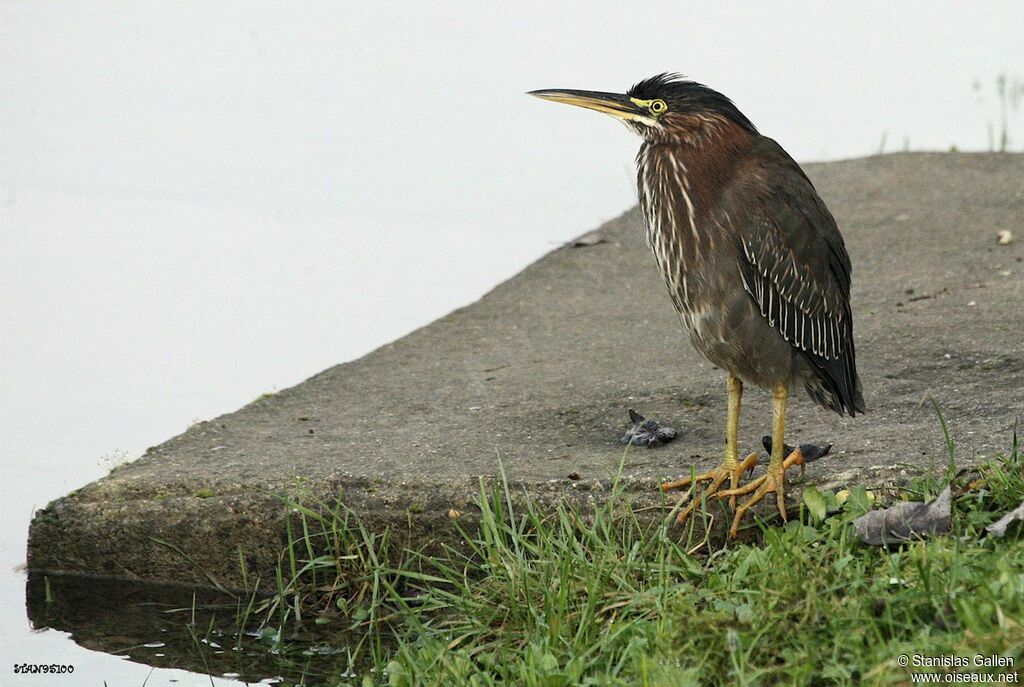 Green Heron