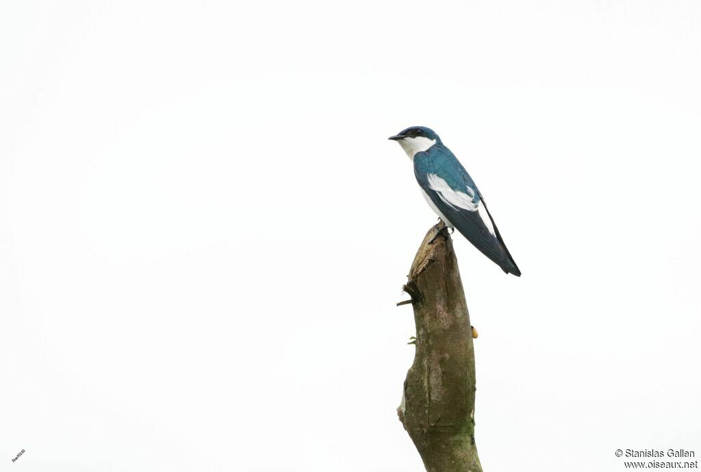 White-winged Swallowadult breeding