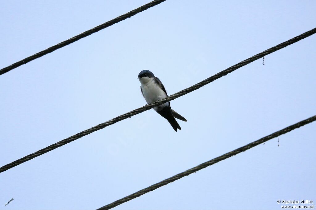Blue-and-white Swallowadult