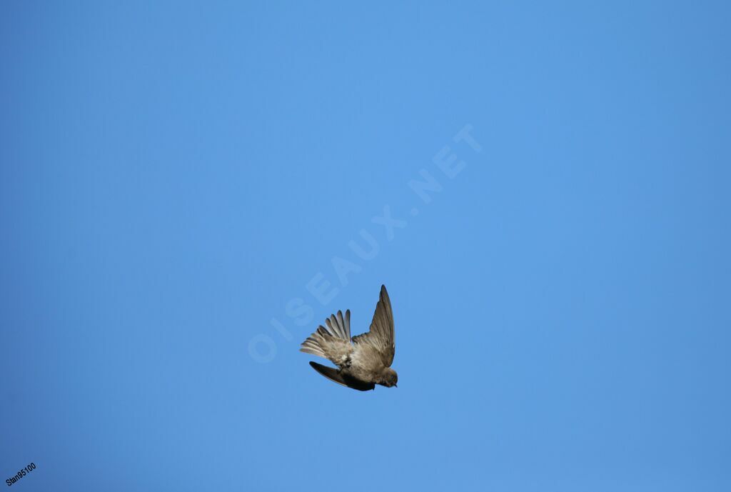 Brown-throated Martinadult, Flight