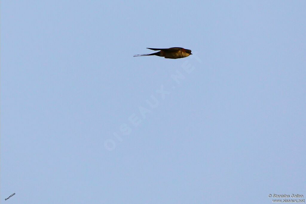European Red-rumped Swallowadult transition, Flight
