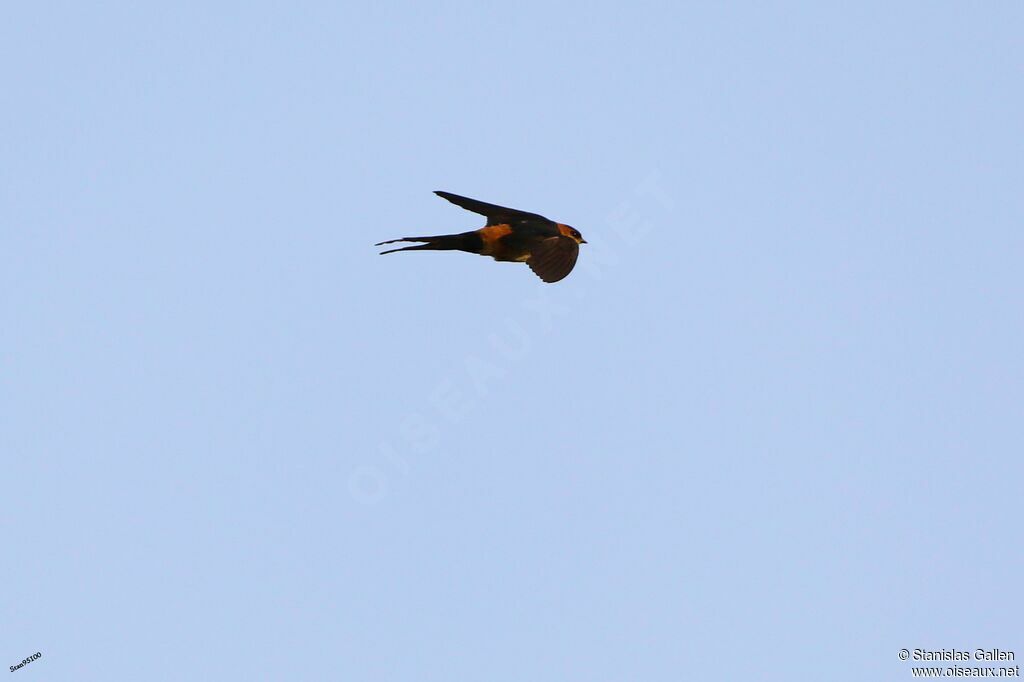 European Red-rumped Swallowadult transition, Flight