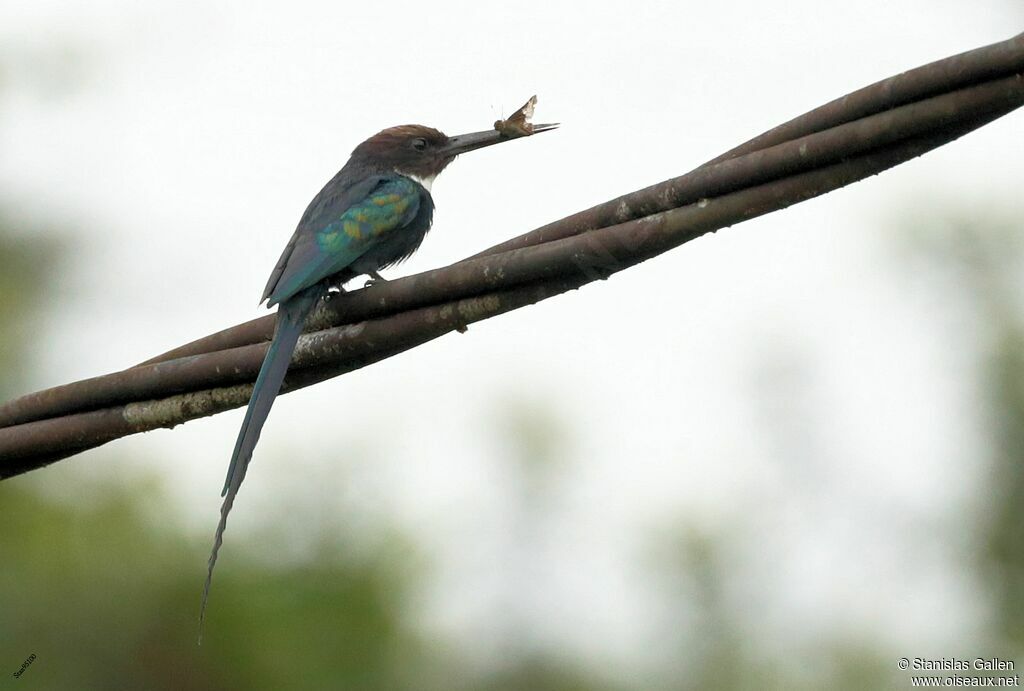 Jacamar à longue queueadulte nuptial