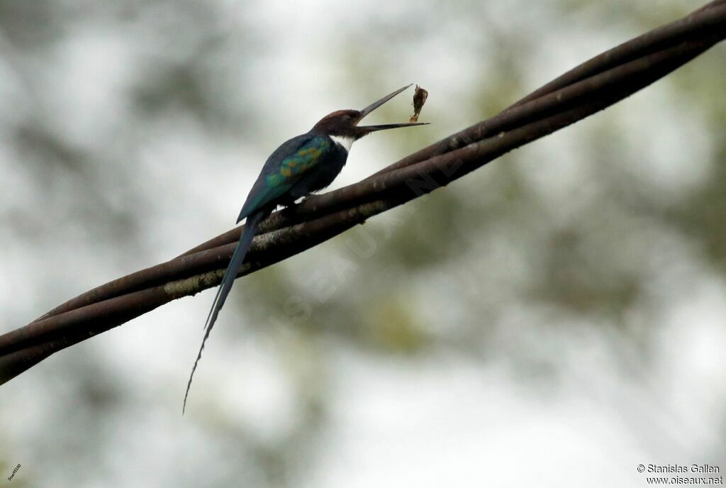 Jacamar à longue queueadulte nuptial