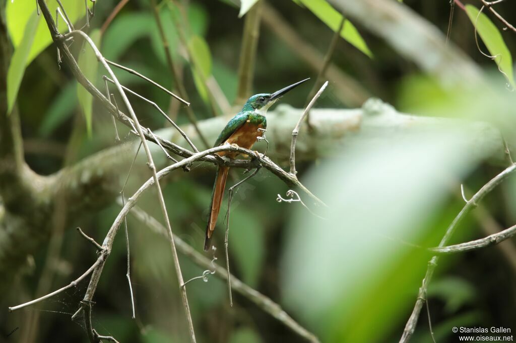 Jacamar à queue rousseadulte nuptial