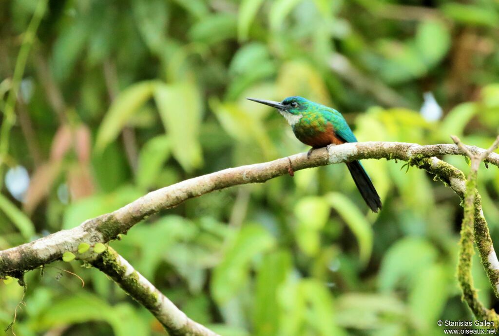 Jacamar vertadulte nuptial