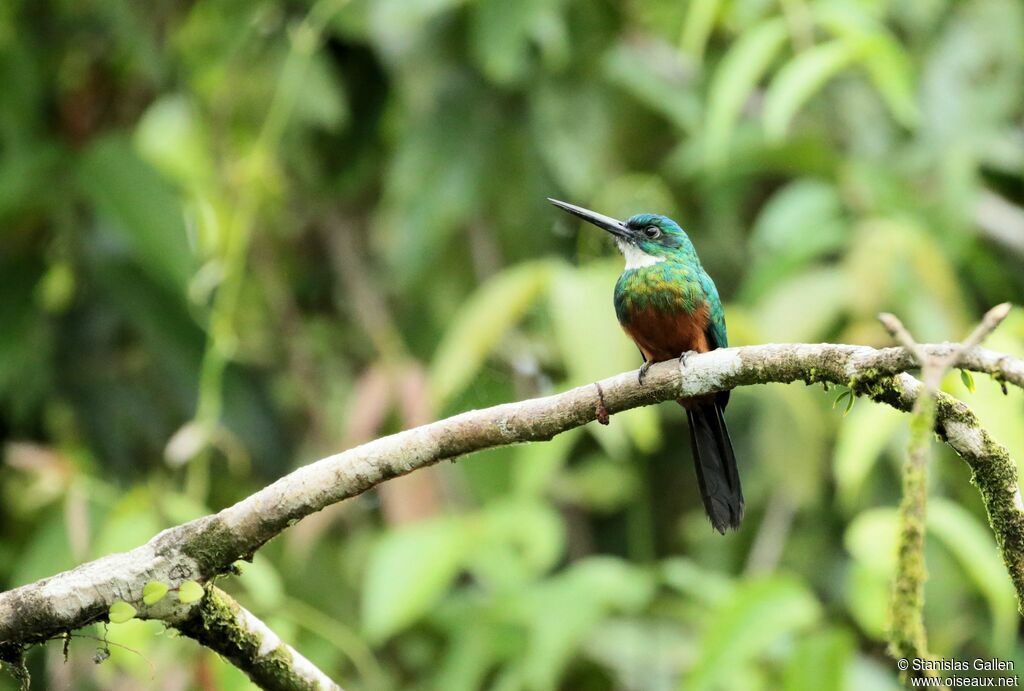 Jacamar vertadulte nuptial