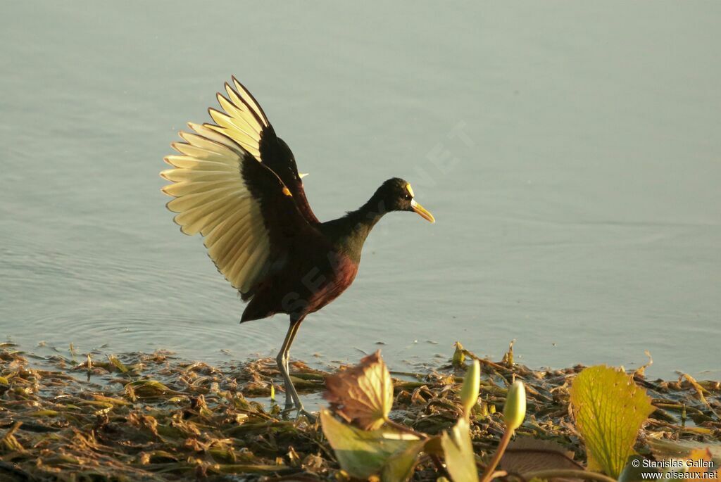 Jacana du Mexiqueadulte, portrait
