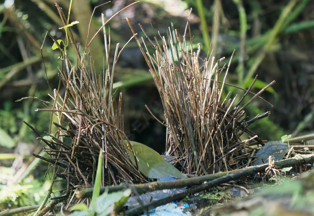 Masked Bowerbird, habitat, aspect