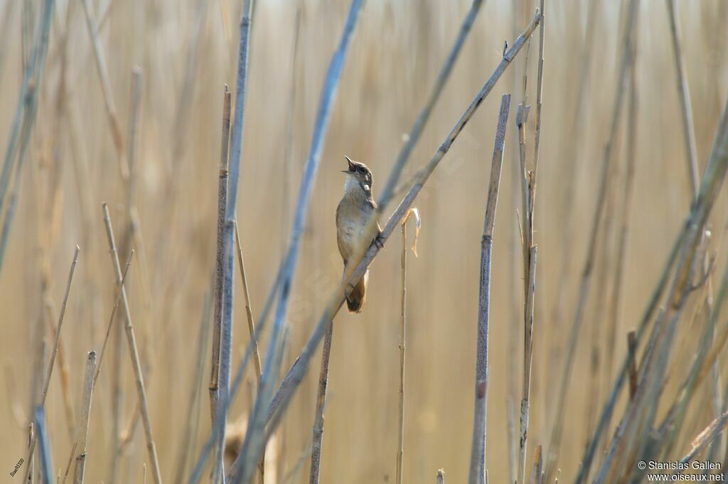 Savi's Warbler male adult breeding, song