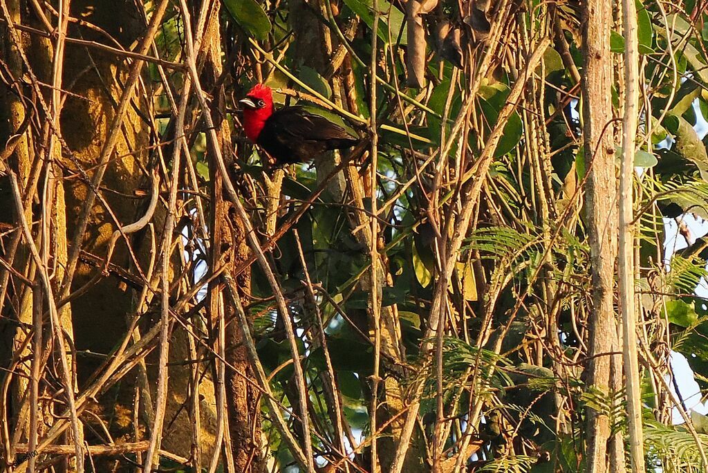 Crested Malimbe male adult breeding