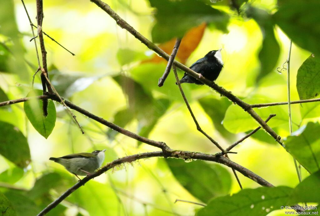 Manakin à gorge blancheadulte nuptial