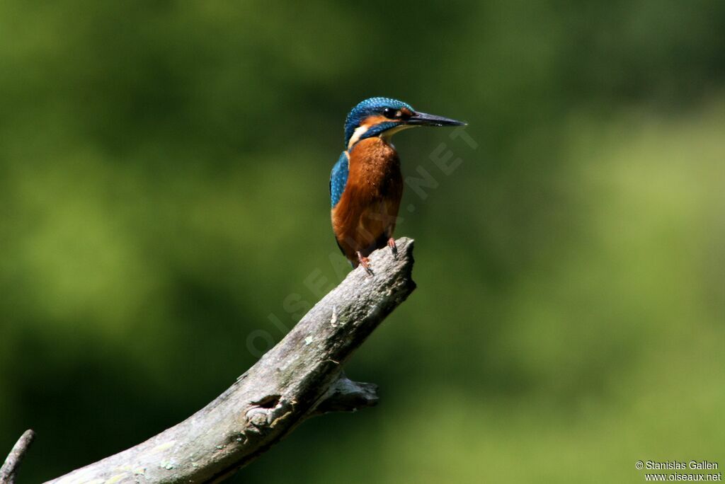 Common Kingfisher male adult