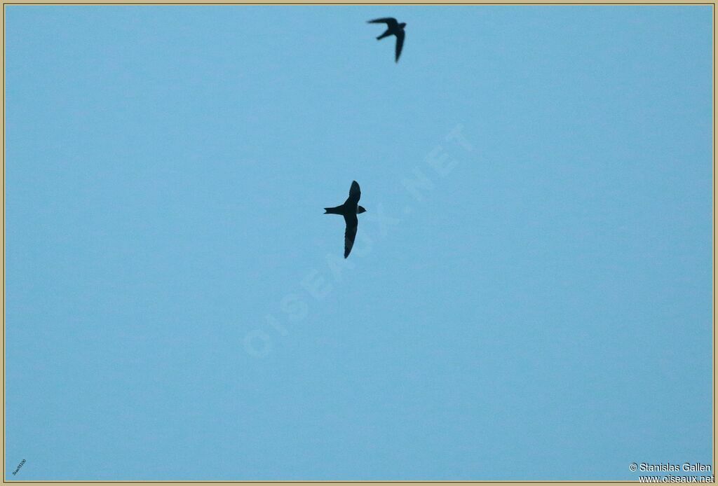 White-collared Swiftadult breeding, Flight