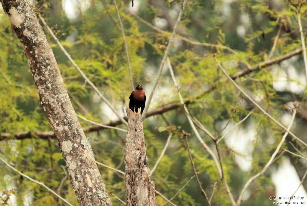 Rufous-collared Thrush male adult