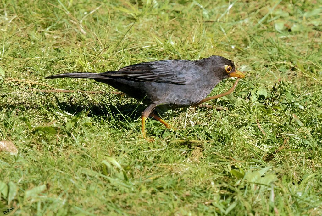 Merle des Nilgiri mâle adulte, pêche/chasse, mange
