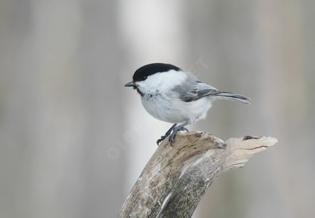 Mésange boréaleadulte nuptial