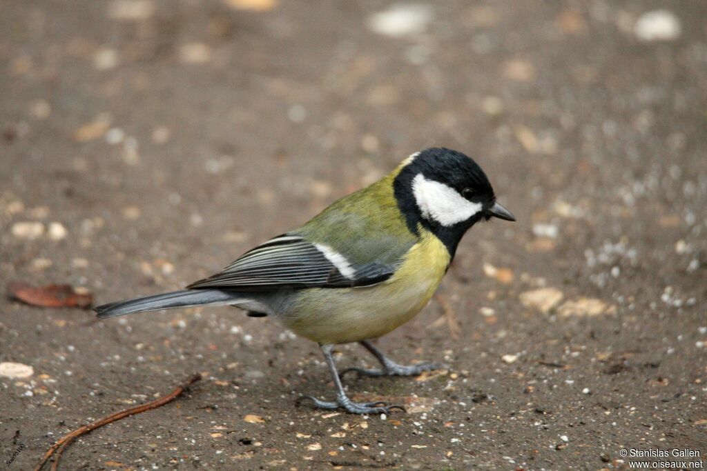 Great Tit male adult transition, close-up portrait