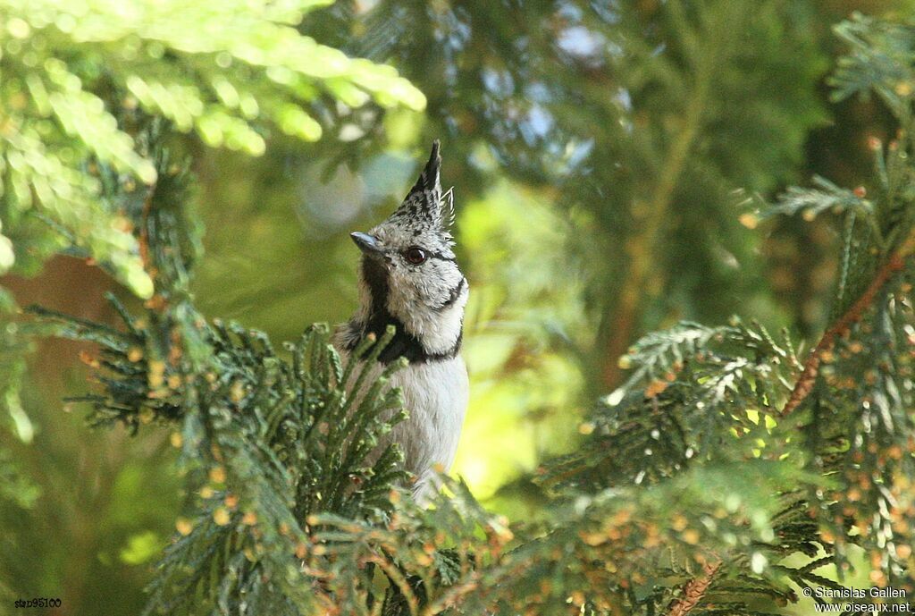 Mésange huppée mâle adulte nuptial