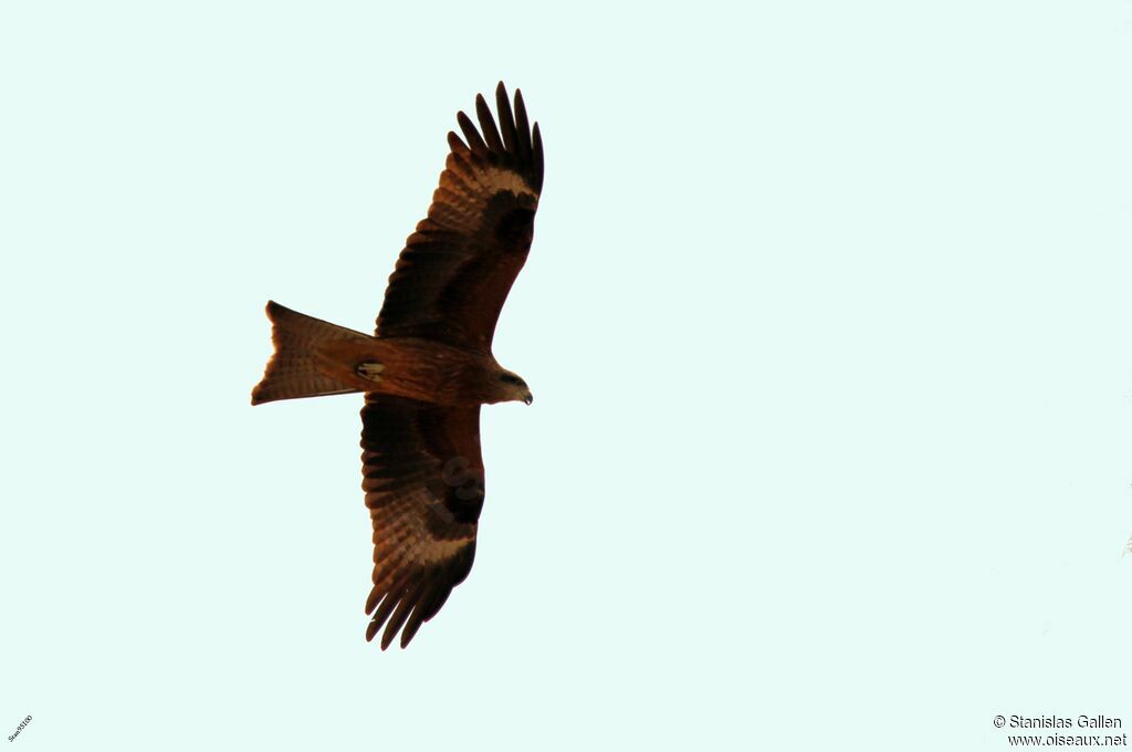 Black Kiteadult, Flight