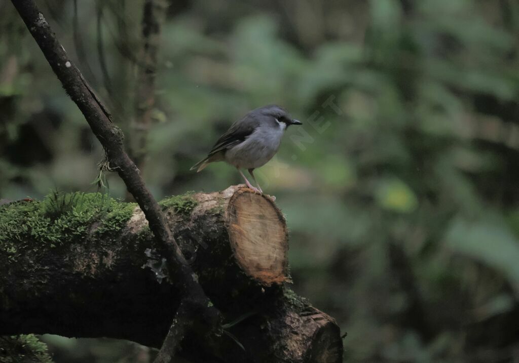 Ashy Robin male adult