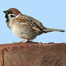 Moineau friquet