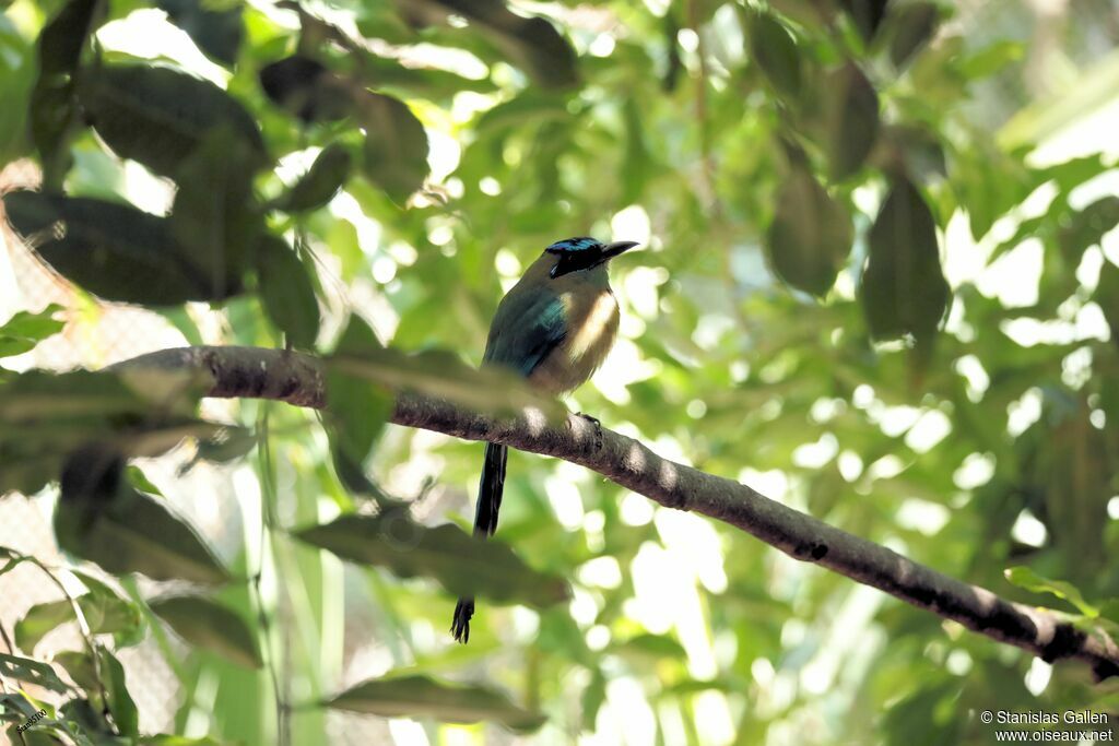 Motmot de Lessonadulte