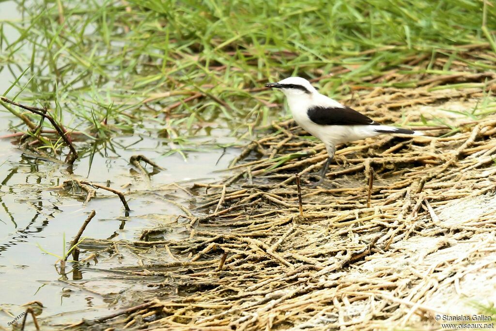 Masked Water Tyrantadult breeding, fishing/hunting, Reproduction-nesting