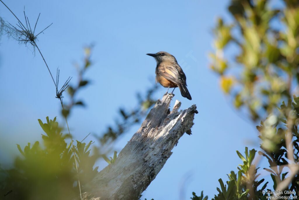 Santa Marta Bush Tyrantadult