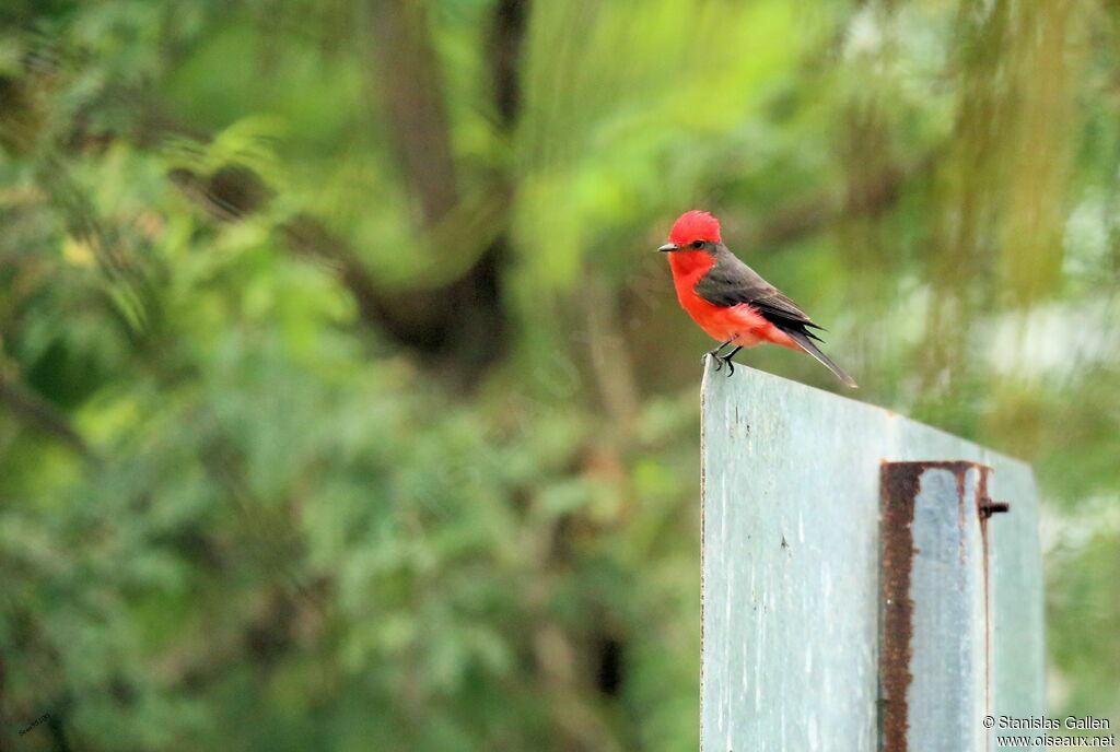 Vermilion Flycatcher male adult breeding